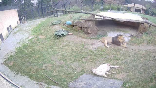 Lion in Ljubljana National Zoo, Slovenia