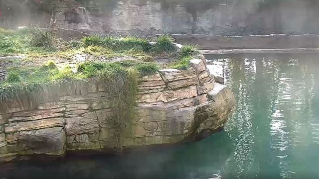 Polar bears at the San Diego Zoo, California, USA