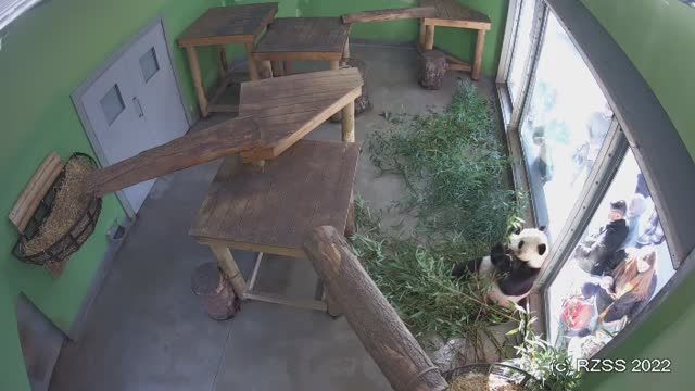 Panda at Edinburgh Zoo, Scotland