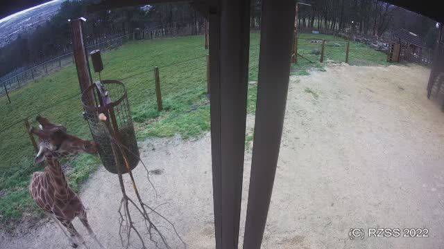 Giraffes at Edinburgh Zoo, Scotland
