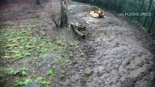 Lions at Edinburgh Zoo, Scotland