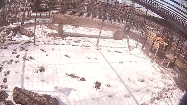 African lions in Barnaul Zoo, Russia