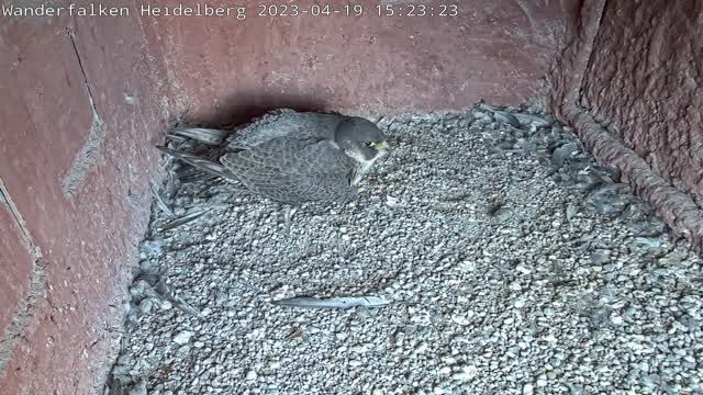 Kestrel nest in Brest city, Belarus