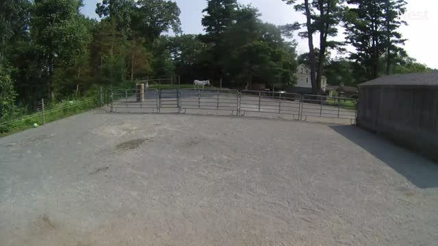 Horses at Unity Farm Sanctuary in Sherborn town, MA, USA