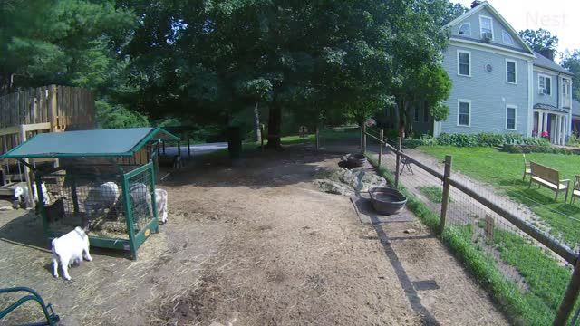 Fainting Goats at Unity Farm Sanctuary in Sherborn town, MA, USA