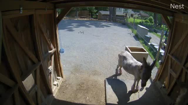 Donkey and Mule at Unity Farm Sanctuary in Sherborn town, MA, USA