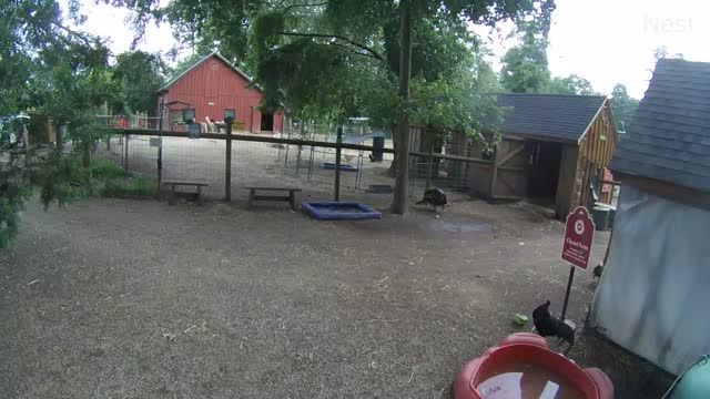 Farm Birds at Unity Farm Sanctuary in Sherborn town, MA, USA