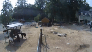 Llamas and Alpacas at Unity Farm Sanctuary in Sherborn town, MA, USA
