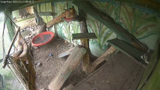 Fox in Klekusyowo, Tomaszow Boleslawiecki, Poland