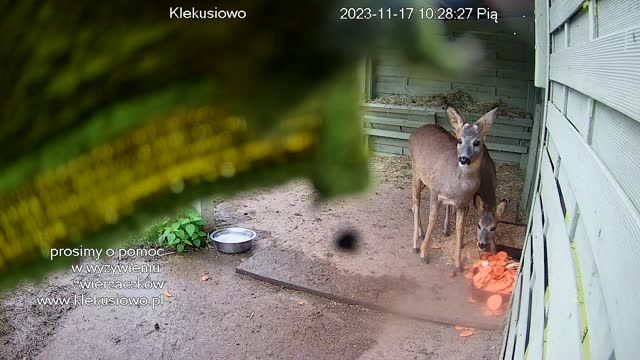 Deer in Klekusyowo, Tomaszow Boleslawiecki, Poland