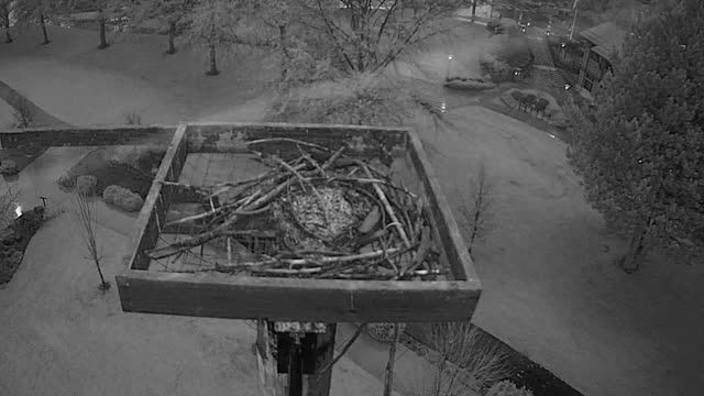 Falcon's Nest at McEuen Park in Coeur d'Alene, ID, USA (cam #2)