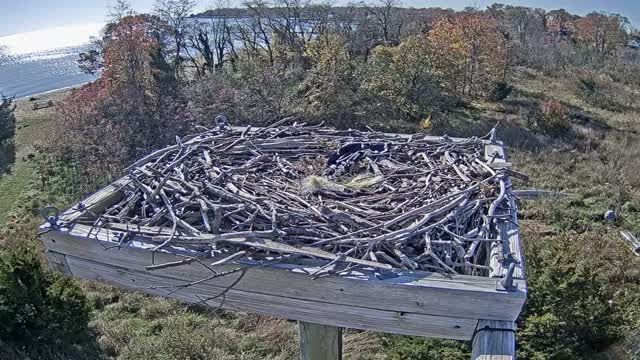 Falcon's Nest on the shore of Tolly Point, MD, USA