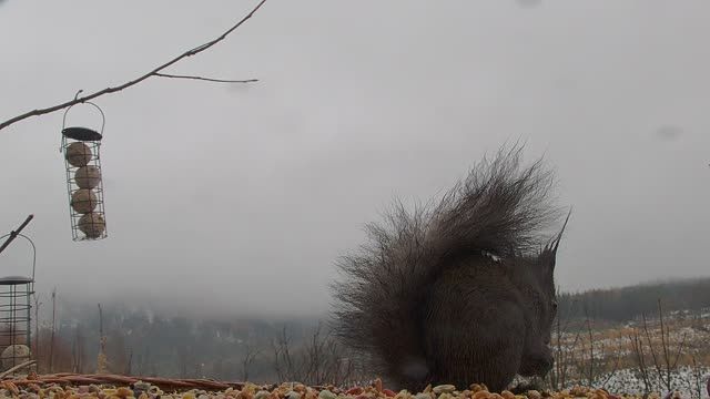 Bird feeder in High Tatras, Slovakia