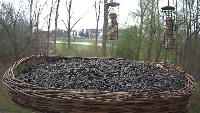 Bird feeder in Liptov, Slovakia