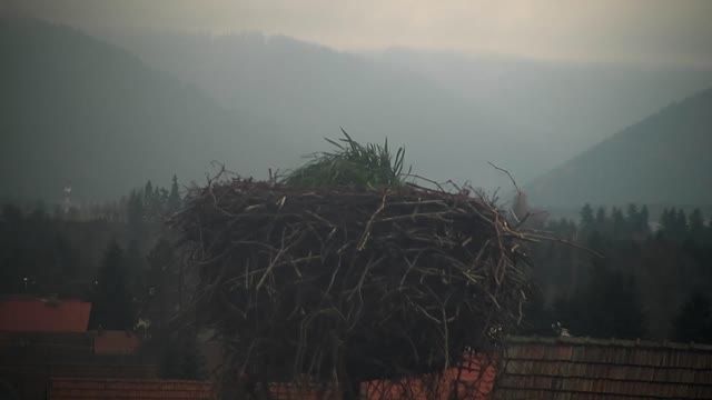 Stork's nest in Pribylina, Slovakia