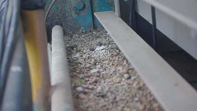 Kestrel nest, Slovakia
