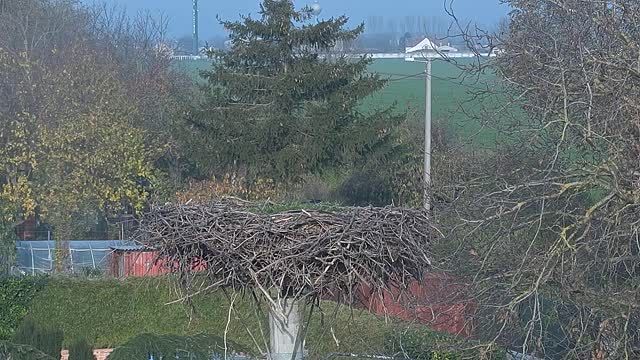 Stork's nest in Spacince, Slovakia