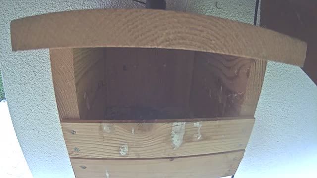 Redstart nest box, Slovakia