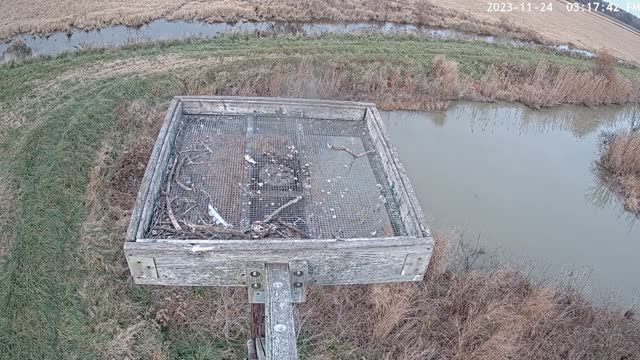 Osprey nest at Blackwater National Wildlife Refuge, MD, USA