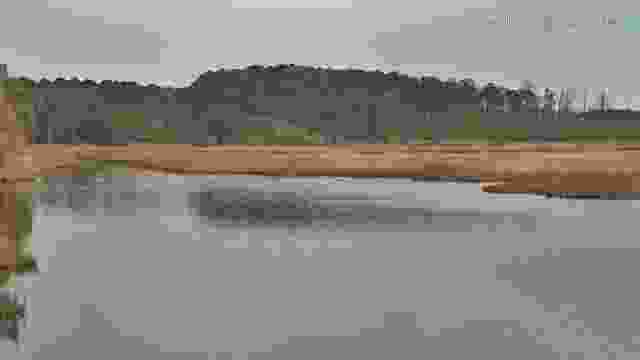 Osprey nest at Blackwater National Wildlife Refuge, MD, USA (cam #2)