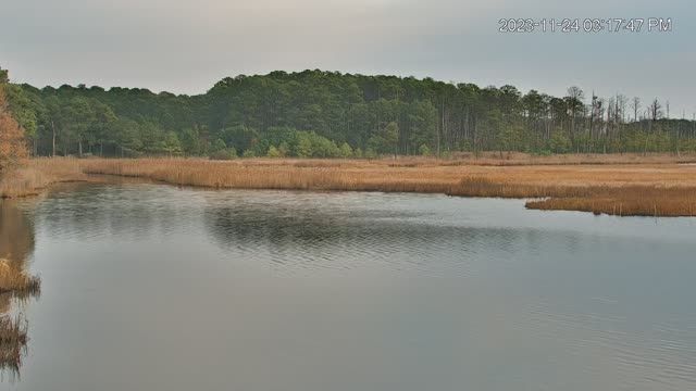 Osprey nest at Blackwater National Wildlife Refuge, MD, USA (cam #2)