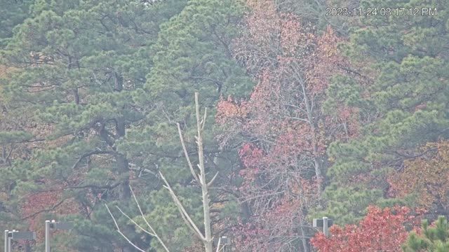 Blackwater National Wildlife Refuge, MD, USA