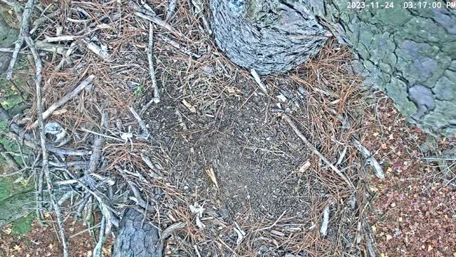 Osprey nest at Blackwater National Wildlife Refuge, MD, USA (cam #3)