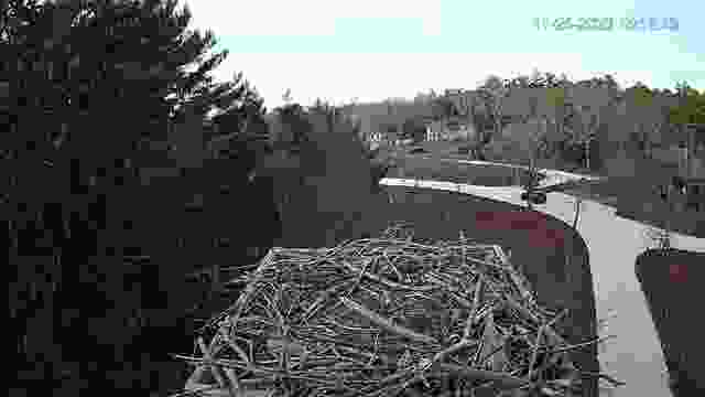 Osprey Nest at Waquoit Bay National Estuarine Research Reserve, MA, USA