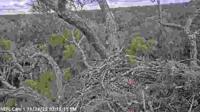Gabrielle & V3 - Bald Eagle Nest, Northeast Florida, USA
