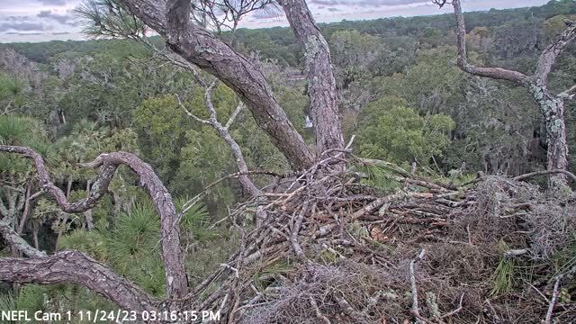 Gabrielle & V3 - Bald Eagle Nest, Northeast Florida, USA