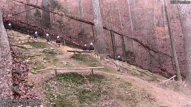 Female bald eagles at Eagle Mountain Wildlife Refuge, TN, USA