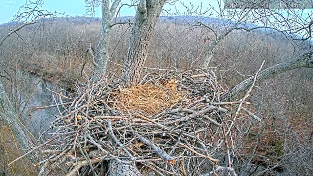 Bald Eagles on the Dulles Greenway Wetlands in Ashburn, VA, USA