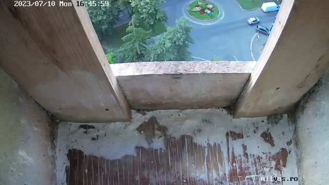 Kestrel nest box on the 10th floor in Targu Mures, Romania
