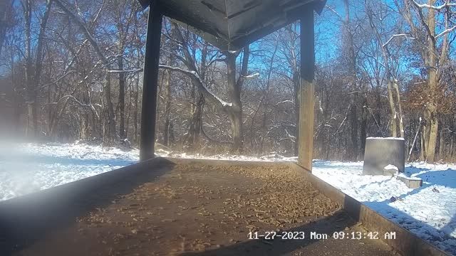 Deer feeder on Lee and Tiffany Lakosky's farm in Salem, IA, USA (cam #2)