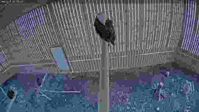 Bald Eagle at Cobequid Wildlife Rehabilitation Center in Brookfield, Canada