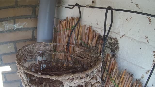 Pigeon nest in Alphen aan den Rijn, Netherlands