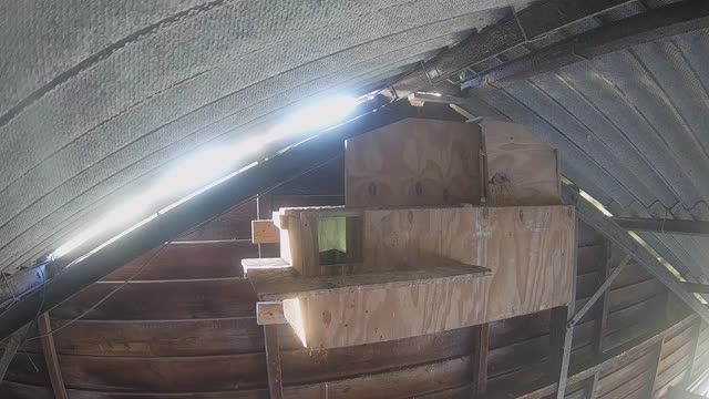 Barn owl nest box in Alphen aan den Rijn, Netherlands