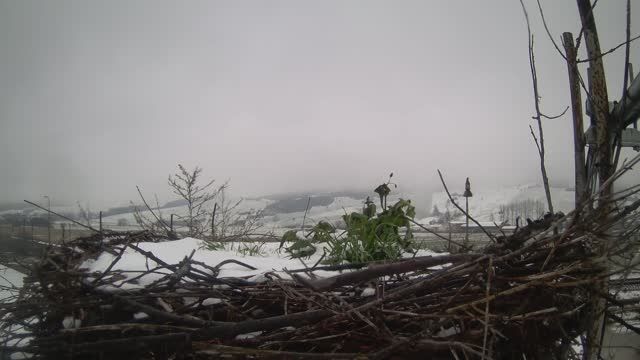Stork's nest in Besenova, Slovakia