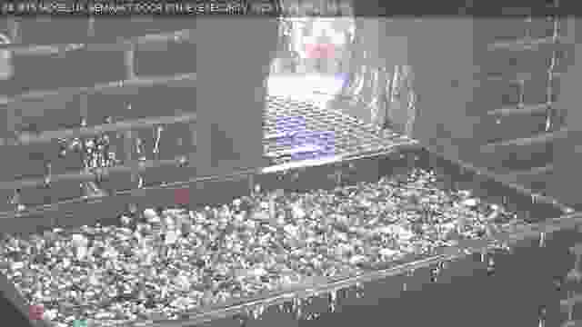 Peregrine falcon nest in Grote of Sint-Martinuskerk in Venlo, Netherlands