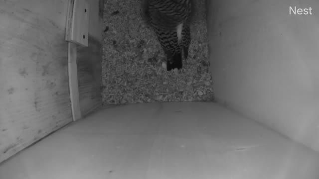 Northern Flickers nest box near Parker, CO, USA