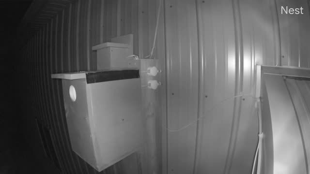 Northern Flickers nest box near Parker, CO, USA (cam #2)