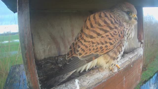 Kestrel nest in Molenaarsgraaf, Netherlands