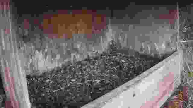 Kestrel nest at Polderflora Camping & Chalets in Alpen aan den Rijn, Netherlands