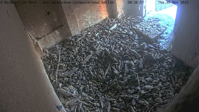 Kestrel nest on the roof of the Corbusier House in Berlin, Germany