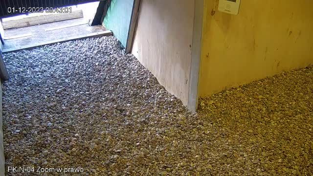 Falcon Habitat. Palace of Culture and Science in Warsaw, Poland (cam #4)