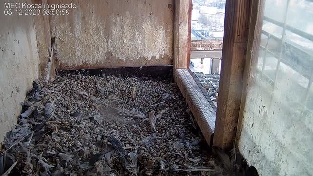 Falcon's nest at the Municipal Thermal Energy Company in Koszalin, Poland