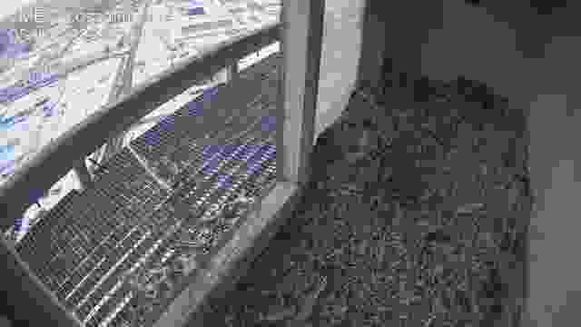 Falcon's nest at the Municipal Thermal Energy Company in Koszalin, Poland (cam #3)