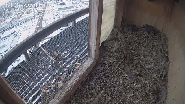 Falcon's nest at the Municipal Thermal Energy Company in Koszalin, Poland (cam #3)