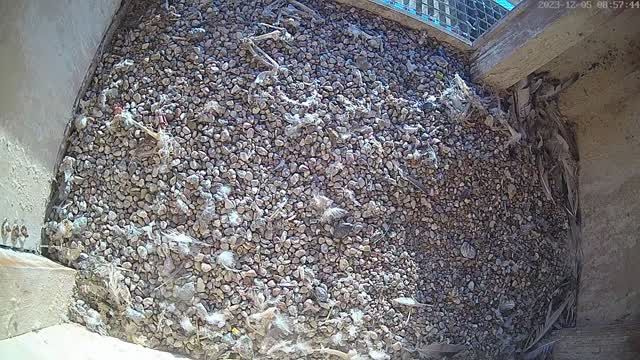 Falcon's nest at the Municipal Thermal Energy Company "Koksik" in Reda, Poland (cam #2)