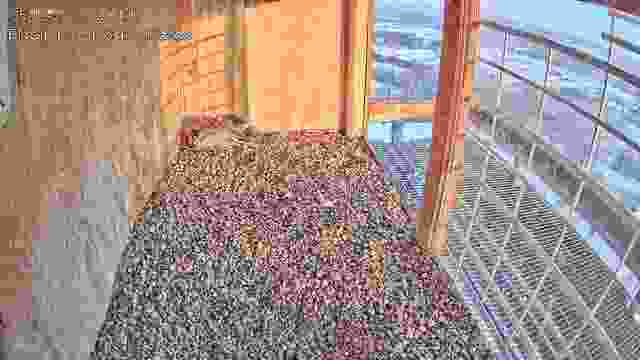 Falcon's nest in Engie EC Slupsk Sp. z o.o., Poland (cam #3)